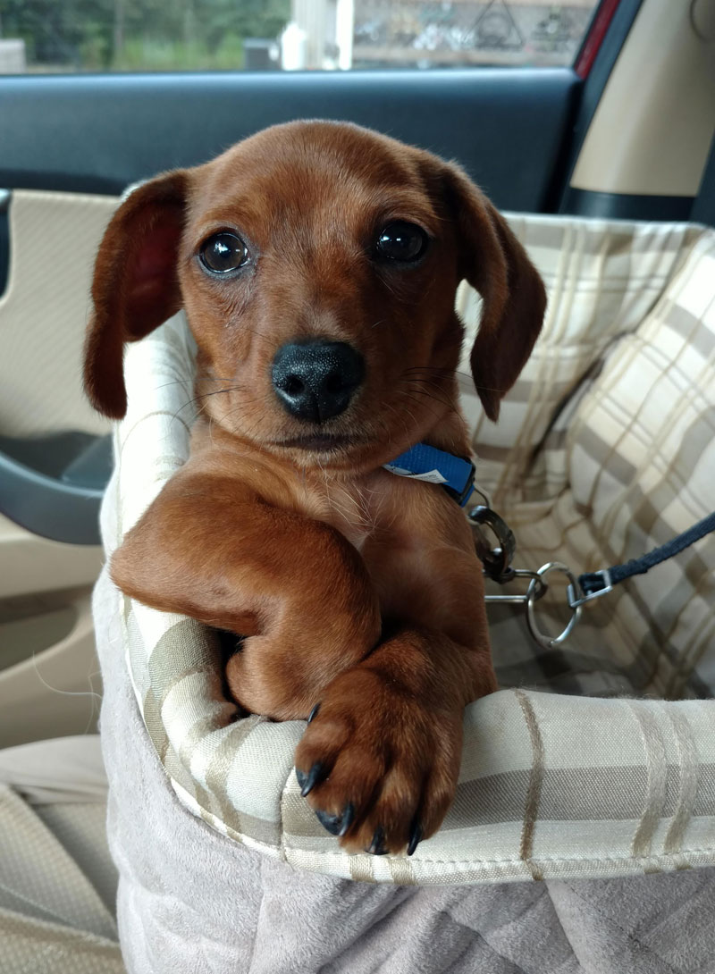 He chills like this every time we go in the car