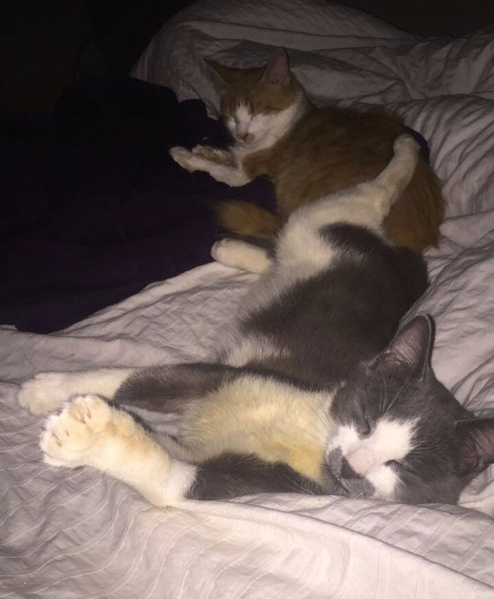 This time last week, I picked up these two foster cats and they hid all night in a corner of my room. Tonight, they couldn't be more relaxed on my bed, purring away! Giving animals a safe and loving home is the best feeling