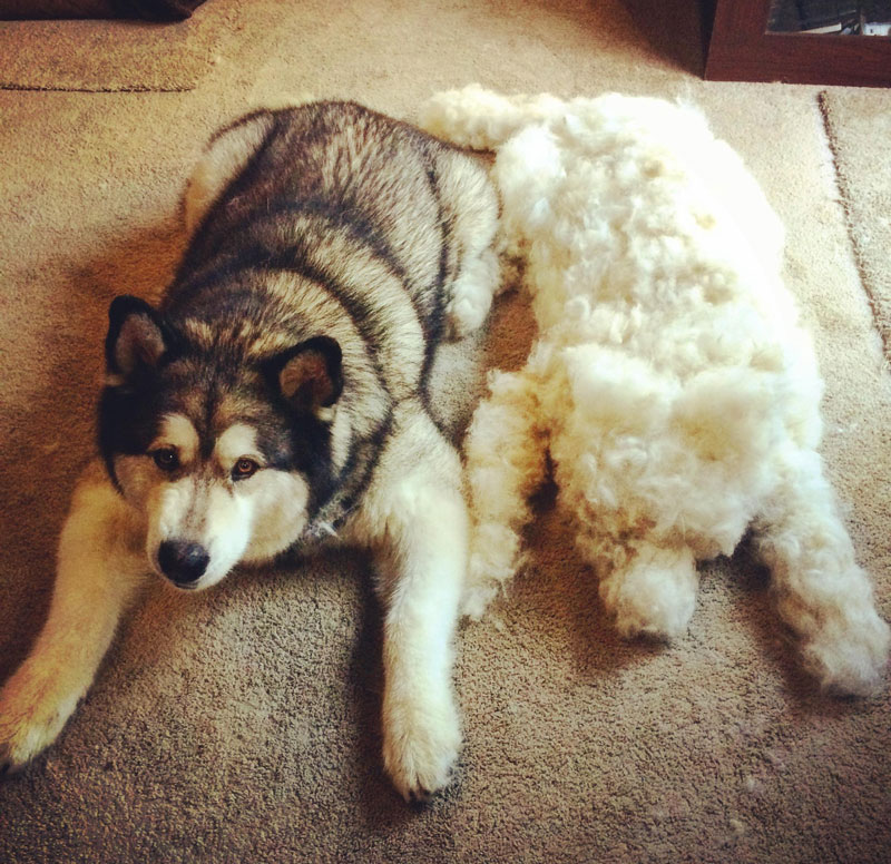 Bronte and his fur child. Two people, 1.5 hours of brushing and we created another dog!