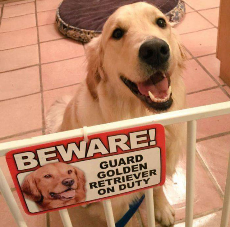 Beware of Golden doggo on duty