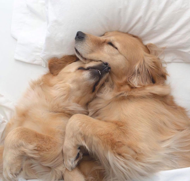 Two goldies cuddling. So calming