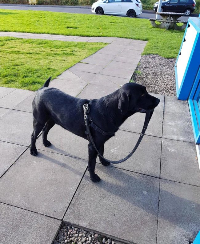 Saw this good boy waiting outside a bakers for his human in Rosyth, Scotland