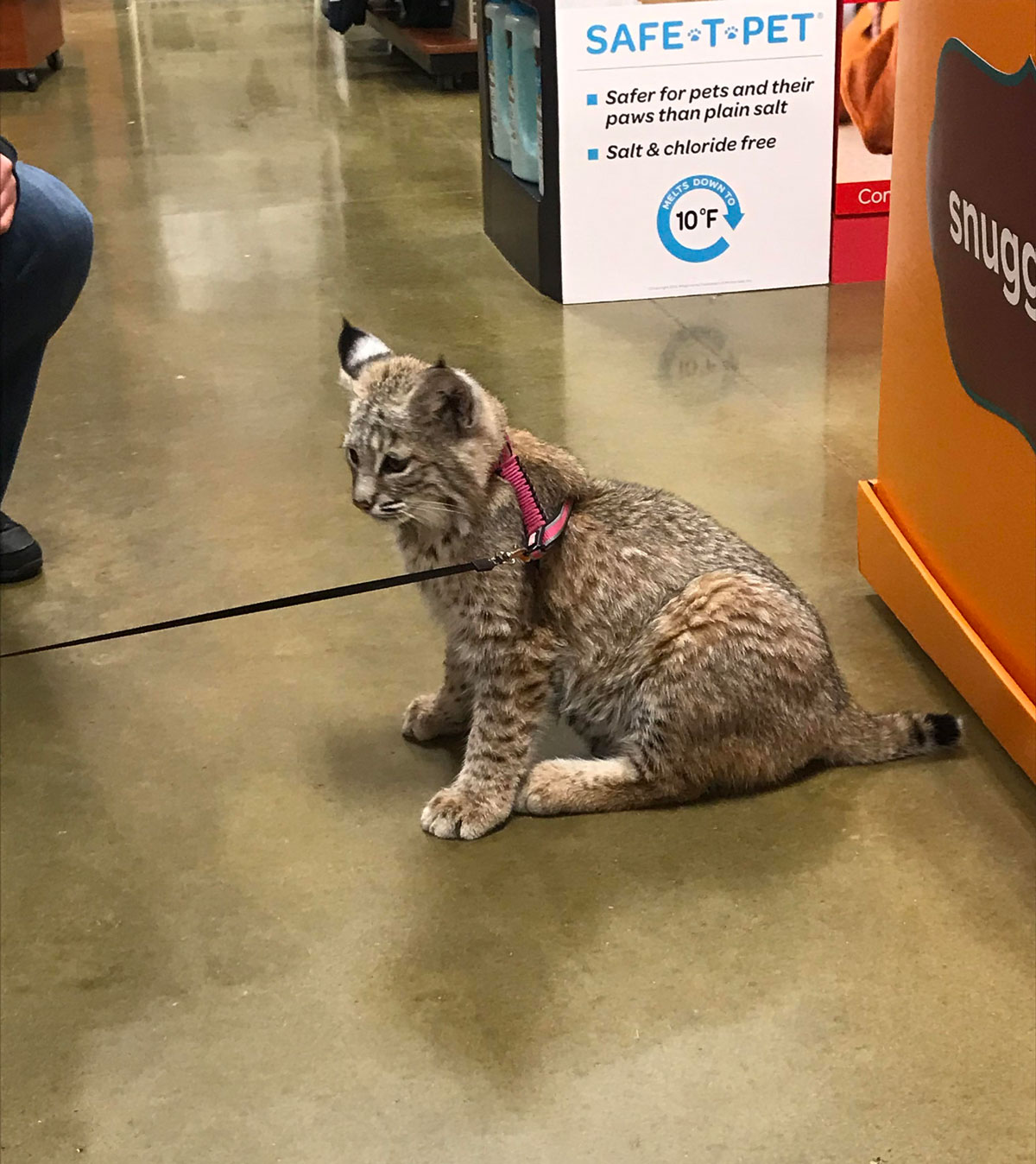 I got to meet a gorgeous bobcat in Petsmart today. Her name was Waffles and she was a sweetheart