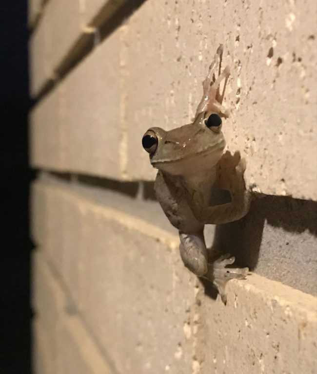 Pic of a happy frog in Florida taken by my bf last night