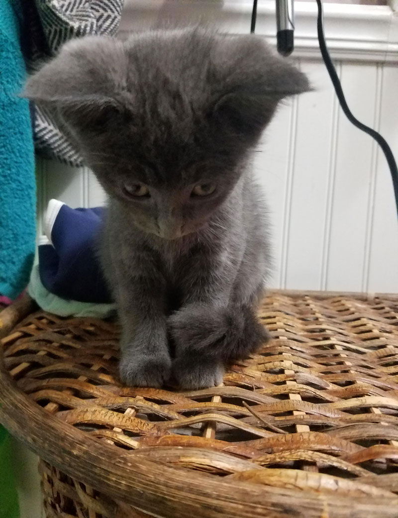 Meet Eliza Jane, dramatic name for a dramatic kitty. She went to a new home, but cried and didn't eat until her human brought her back. I believe this is what they call a "rescue fail". I'm her human now