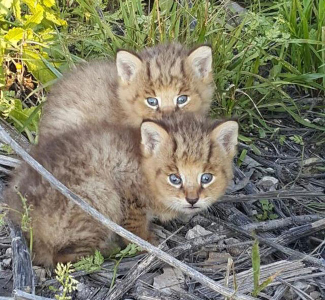 Kittens found by the roadside turn out to be rare jungle cats