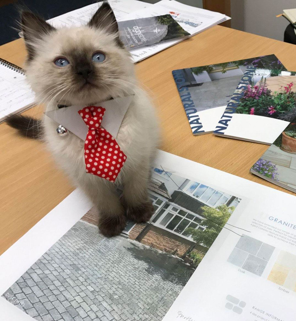 Brought my kitten to work. He dressed for the occasion