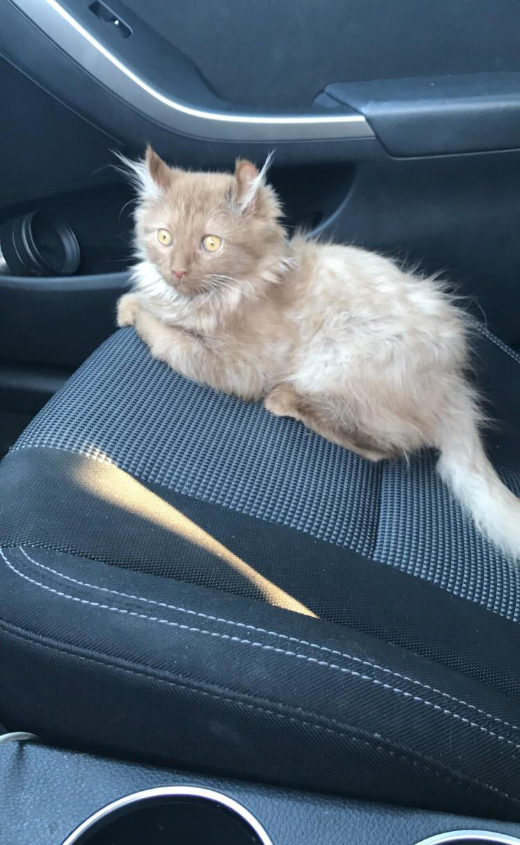 My new kitten likes car rides. He always looks sad/surprised though..
