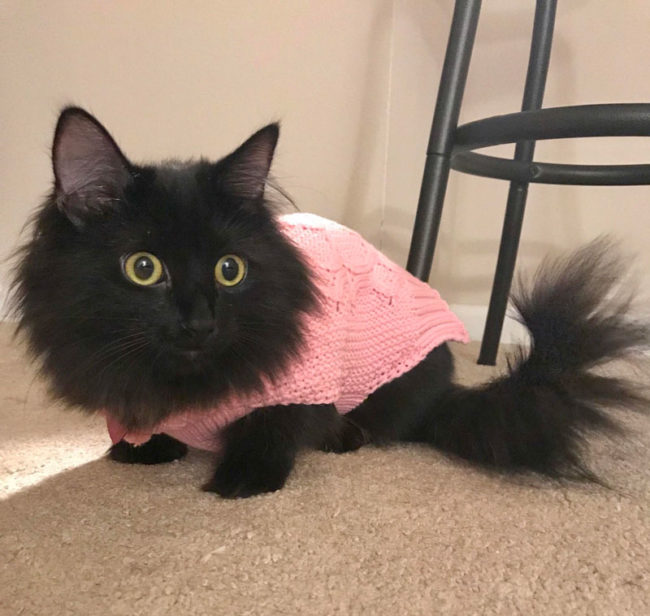 I told my girlfriend to not buy our kitten a sweater and then she went and bought our kitten a sweater