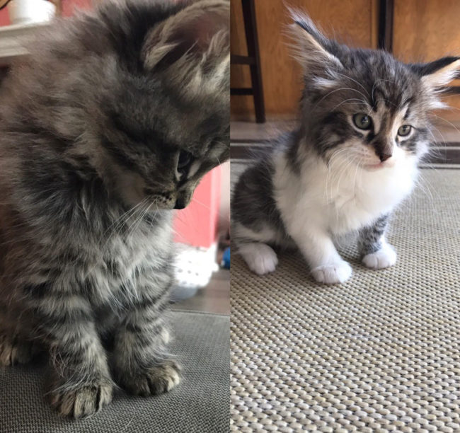 A friend's neighbor cat had kittens. I went to 'visit' and obviously brought two home with me