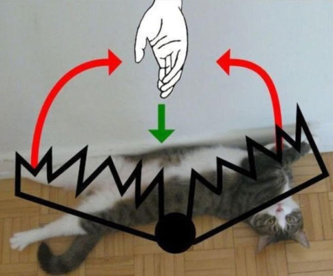 Text book instructions on how kitty belly rubs really work
