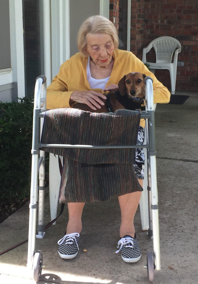 Our neighbor loves Dachshunds, so we bring Frank over to see her every evening. She turns 101 in November!