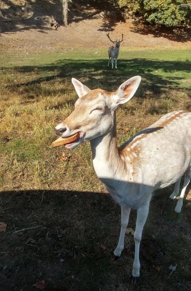 I gave this deer a piece of bread and I think it made her day