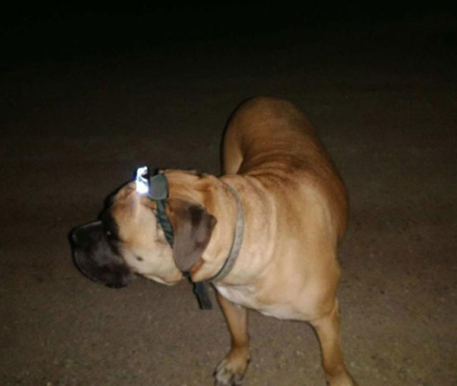My mom has a 150-pound mastiff who is scared of the dark. She sent me this last night.. problem solved!