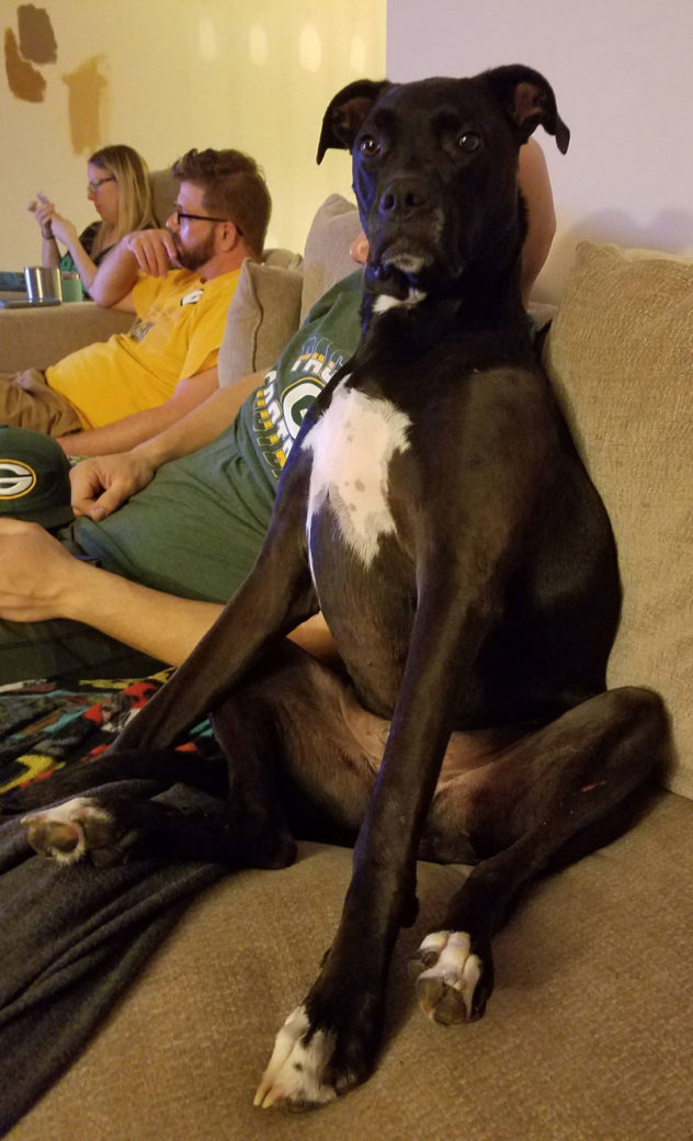 This is how my friend's dog sits on the couch