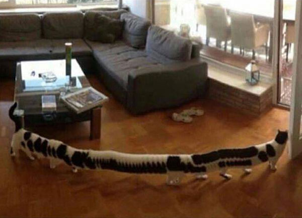 When the cat walks through while taking a panoramic photo