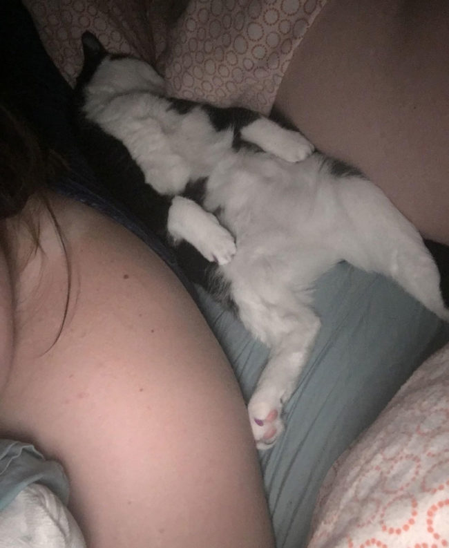 Woke up in the middle of the night to this passed out feline between me and my boyfriend