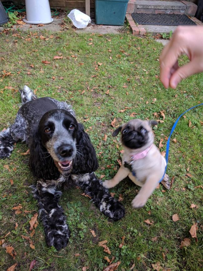 My friend's photogenic dog vs mine