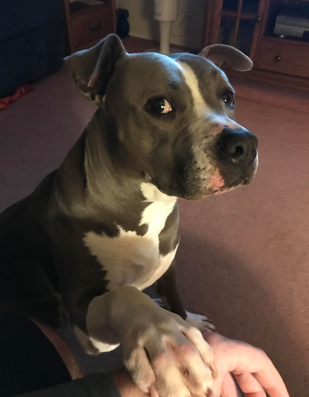 My mother and I were yelling at the TV during the hockey game, and my pit bull Bella got a little scared