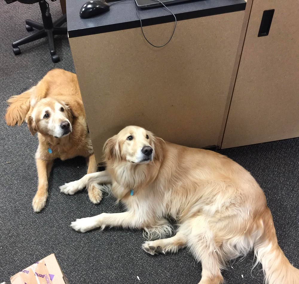These two dogs belong to the owners of our local post office and have the important job of greeting you when you walk in!