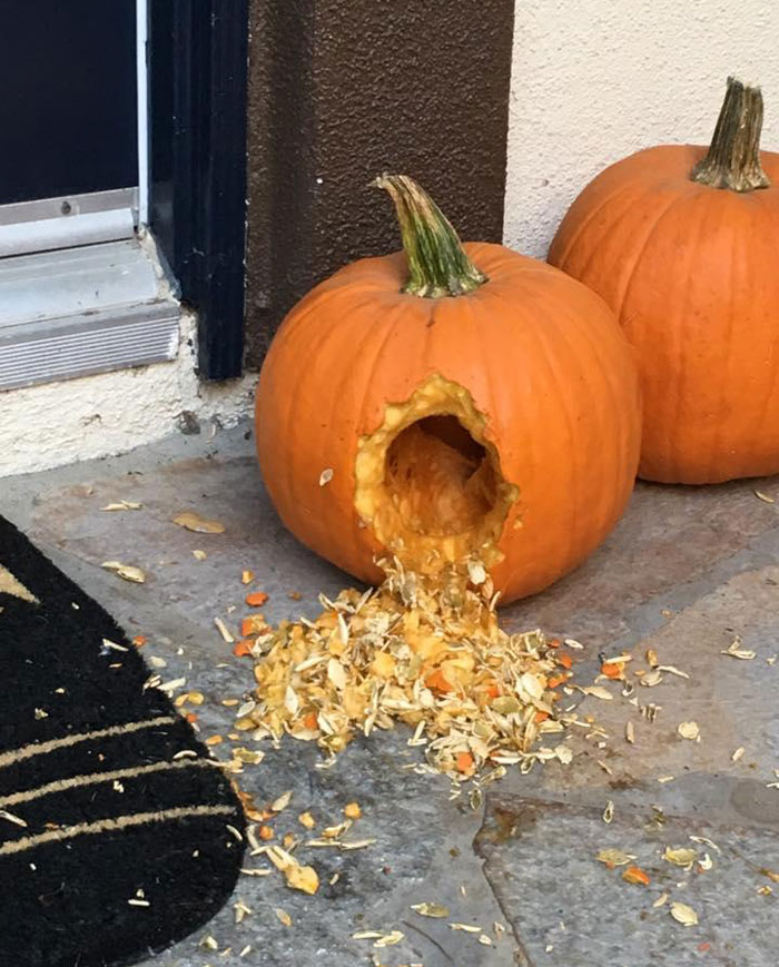 A squirrel ravaged my neighbor's pumpkin last night