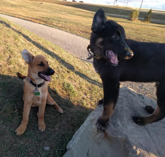 My puppy found his brother (same litter) at the dog park!