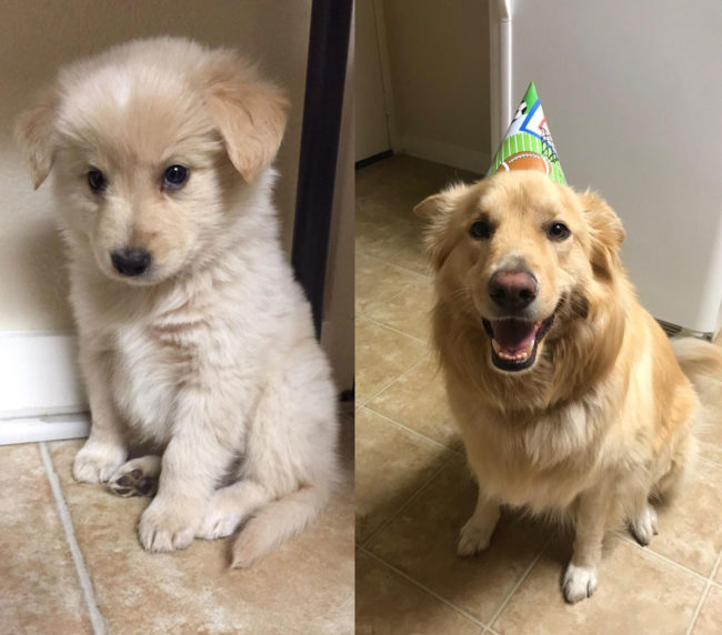 My boy Ferris turned 3 today. He still thinks he's as small as when he was a puppy