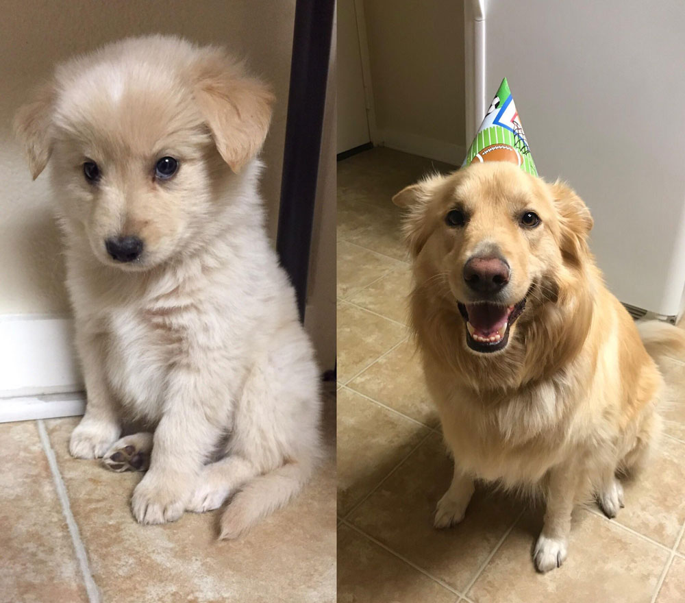 My boy Ferris turned 3 today. He still thinks he's as small as when he was a puppy