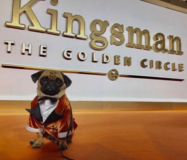 The pug who played Eggsy's puppy in the first Kingsman movie attended the world premiere of the sequel wearing a suit