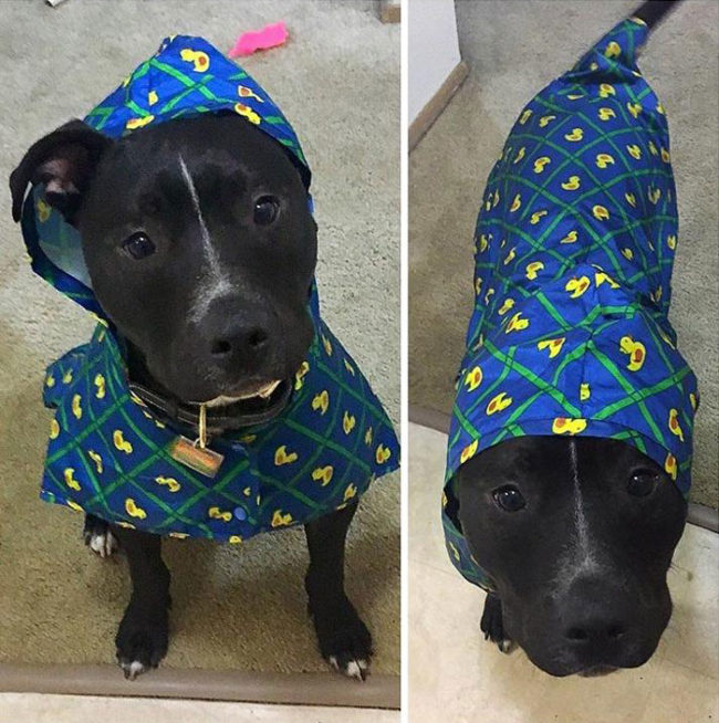 Long time lurker but felt it was time to introduce my pittie who hates the rain but loves his rubber ducky rain coat! Meet Odie