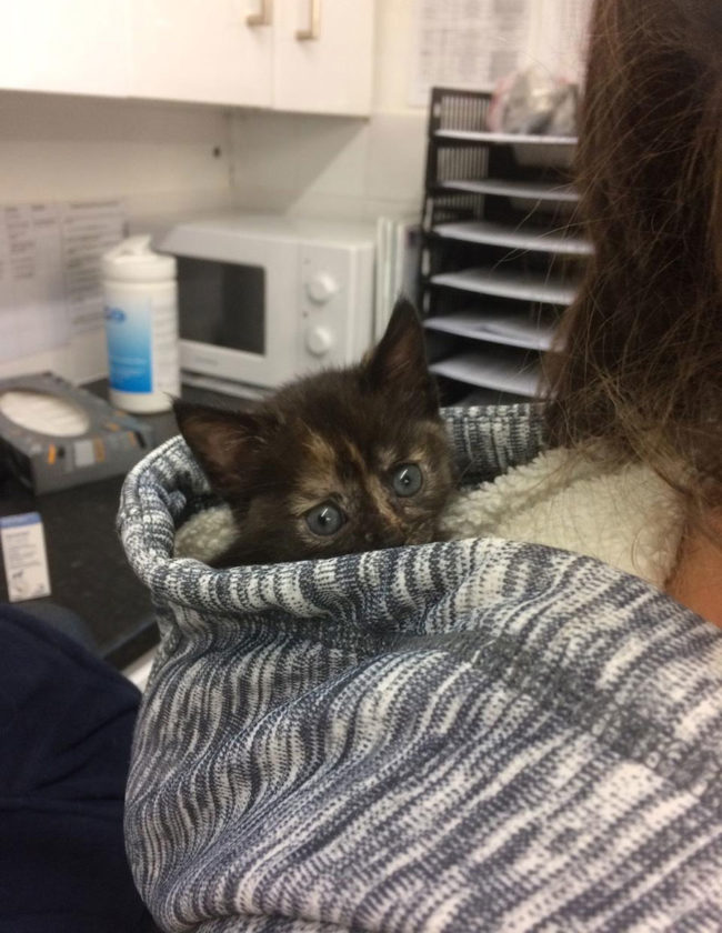 7 weeks old, runt of the litter and rejected by her mum and siblings. Yet to be named, this is her with the vet who's been caring for her. She's mine on Monday