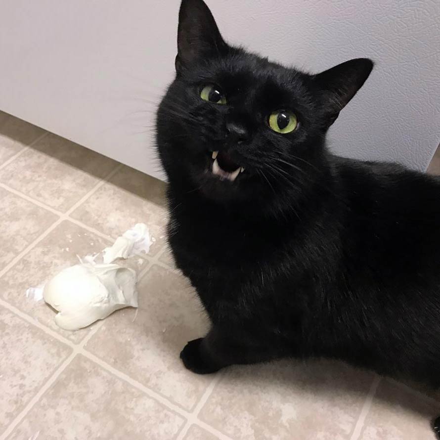 I dropped the whole container on the floor. This is Spook's sour cream face