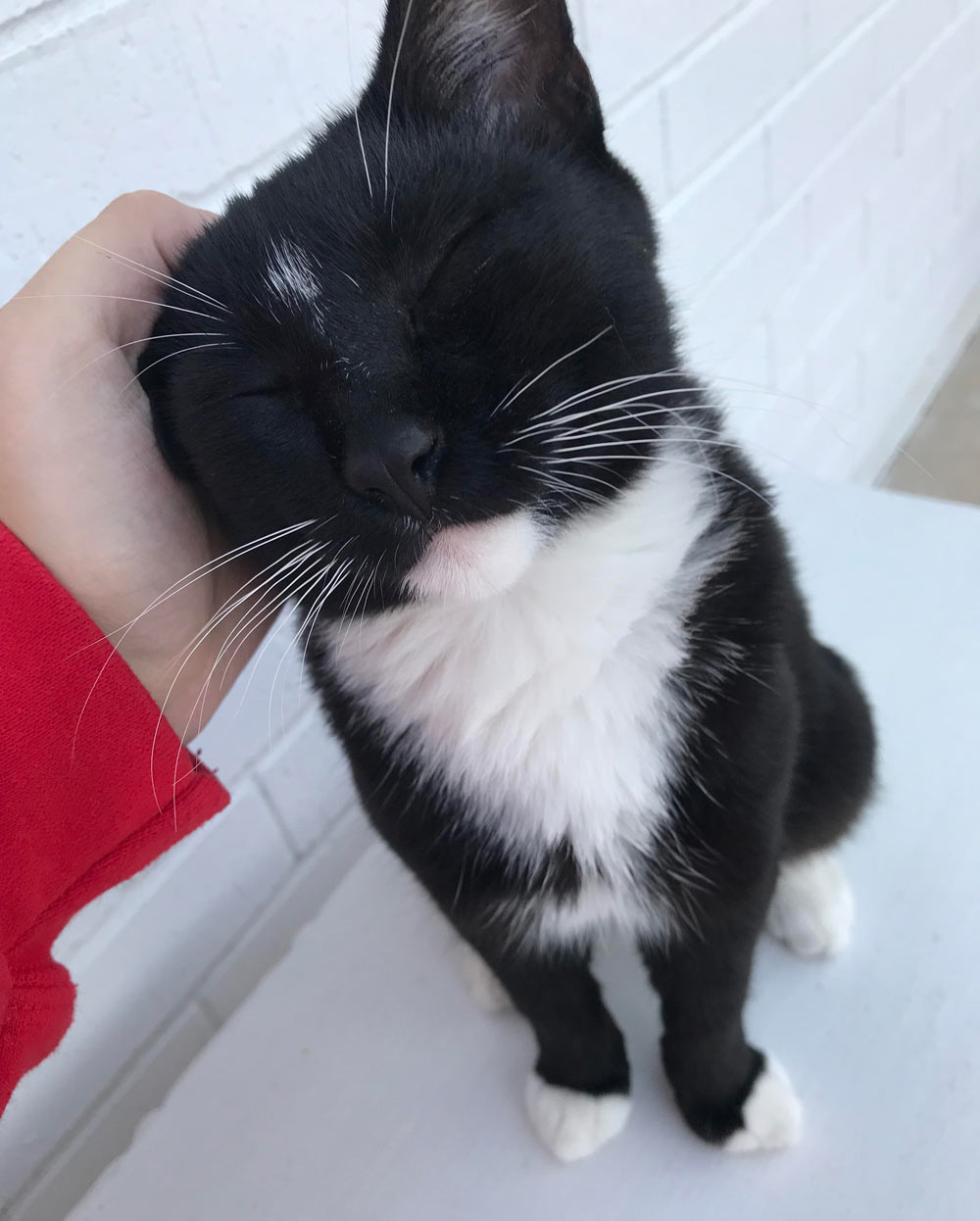 This stray baby has been roaming my neighborhood for about a week now and made it to my house yesterday. Nobody wanted to claim him so we did! Meet mittens