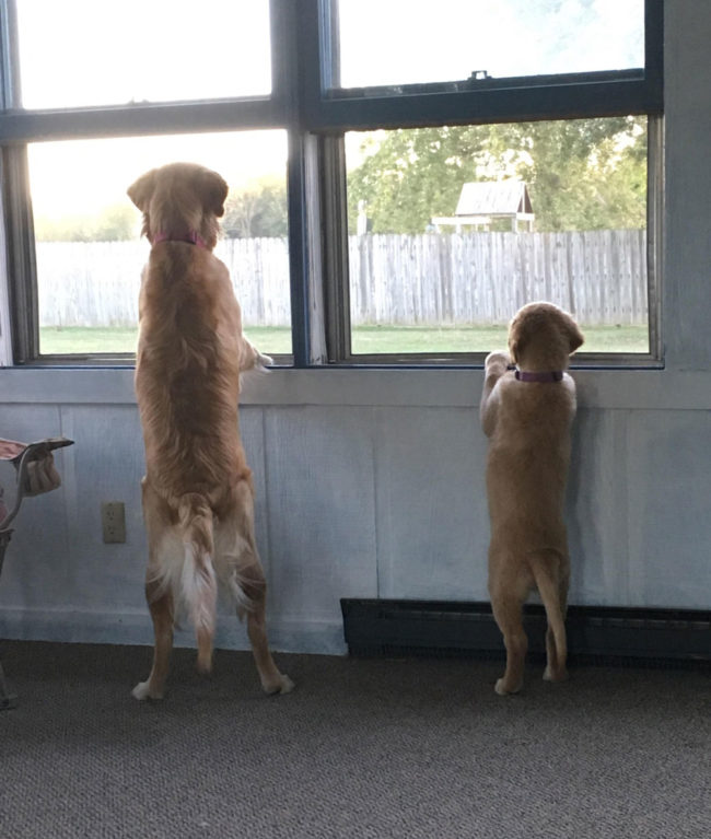 The new addition to the family is finally tall enough to see what's going on out there