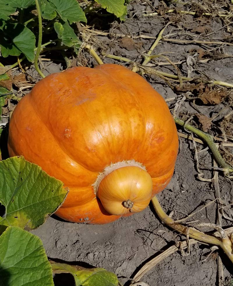So that's where pumpkins come from!