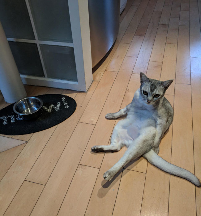 How she sits waiting for food