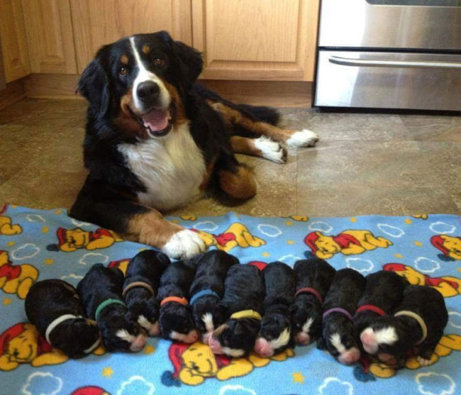 11 pups. Well done mom!