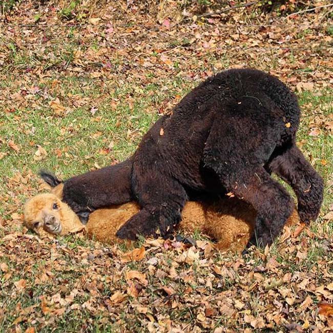 Alpaca giving his friend a hug