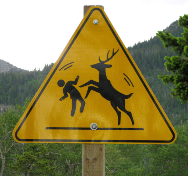 Caution! Deer Dance-Off Ahead