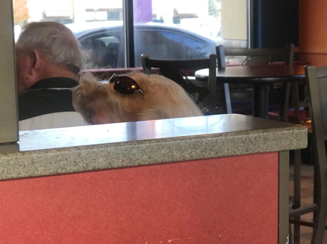 Lady’s hair or a dog wearing sunglasses?