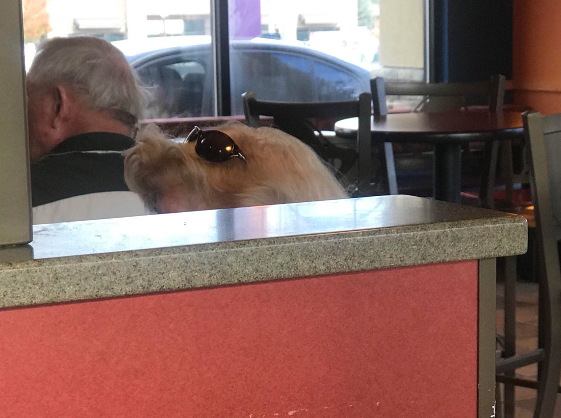 Dog wearing sunglasses or lady’s hair?