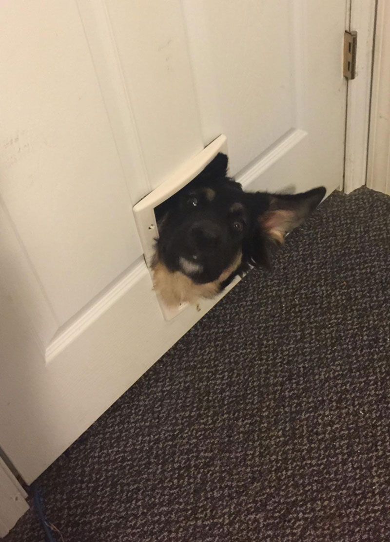 My 70lb German Shepherd puppy every time I go in to the room where I keep his food. (He used to fit through)