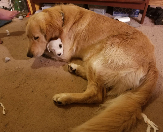 He loves our new puppy