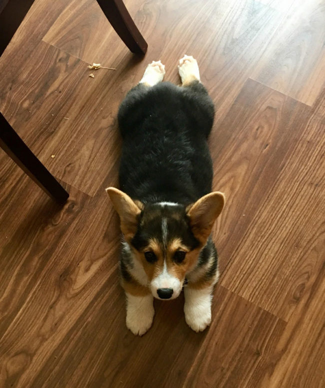 His first sploot