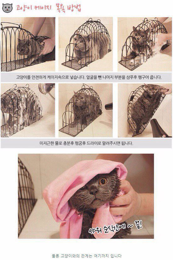 How to wash your cat easily