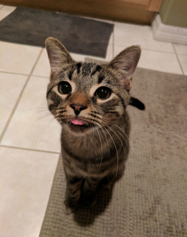Meet Felix, the Hurricane Irma rescue cat!
