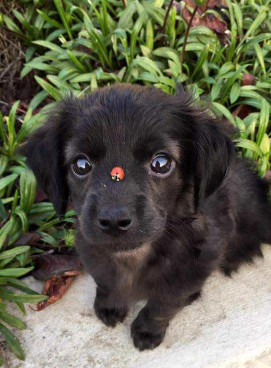 Lady bug landed on the snoot