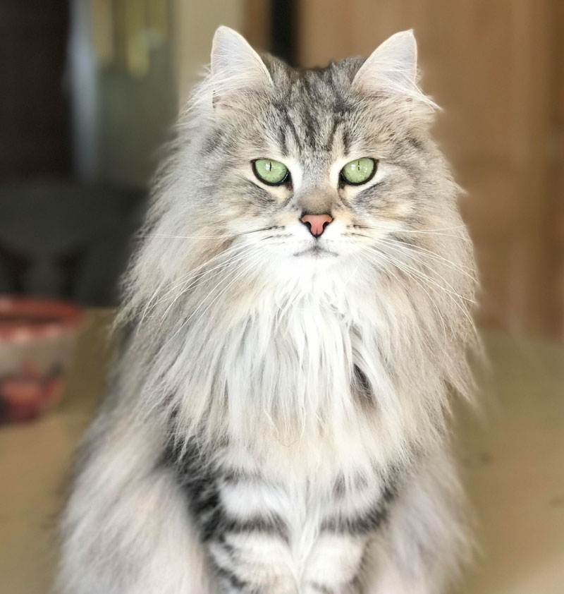 My mom's cat Caraway posing for portrait mode