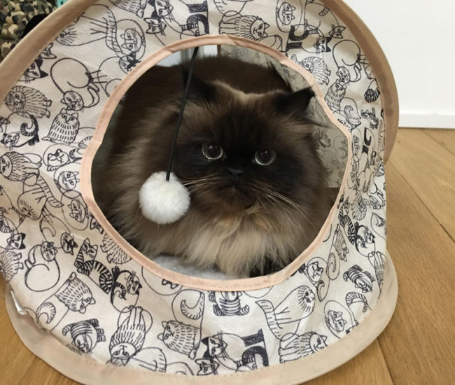 Pancake in her tent