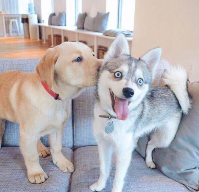 Puppies first kiss!